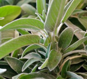 Due piante aromatiche, salvia e rosmarino, in giardino con distanza tra di loro.