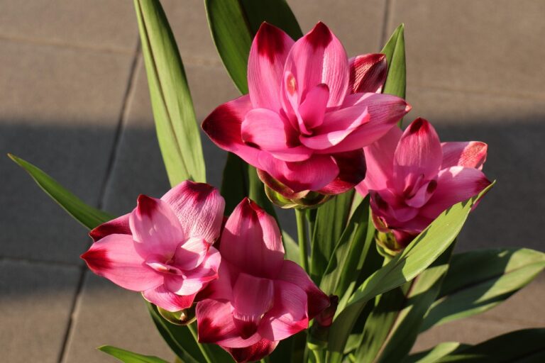 Vaso di curcuma con fiori colorati e vivaci che sbocciano, perfetti per decorare gli spazi esterni.