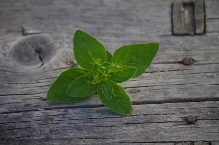 Fiori di origano freschi su sfondo bianco, simbolo di proprietà antisettiche naturali.