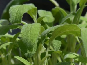 Foglia di salvia fresca su sfondo bianco, simbolo di rimedi naturali per problemi orali.
